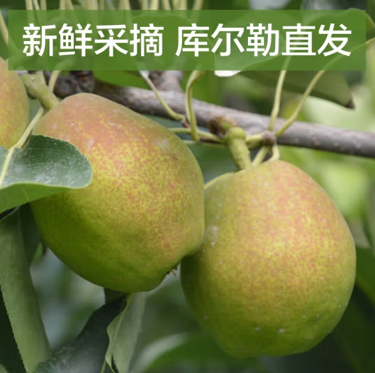 微信截图_20240420113332